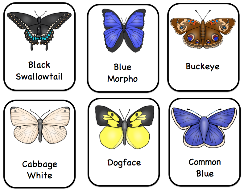 Butterfly Types Printable Preschool Printables