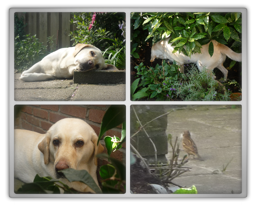 Tara labrador rip marjolein kucmer friendship love soul mate play fun photo shoot dog blond lab girl female funny cute playful 1 Tara labrador rip marjolein kucmer friendship love soul mate play fun photo shoot dog blond lab girl female funny cute playful 1