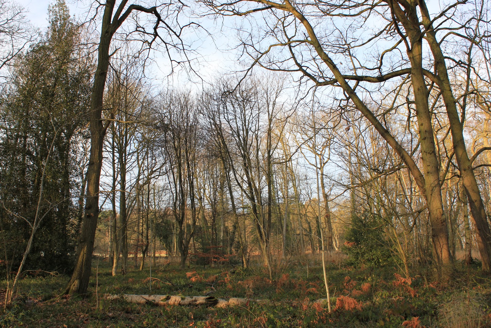 Swithland Woods
