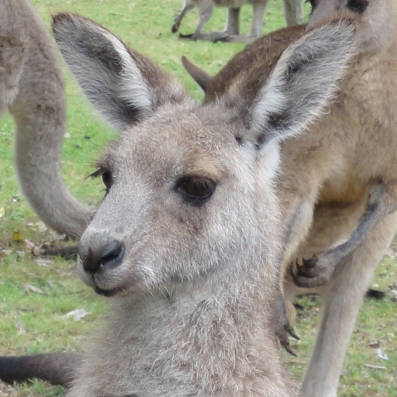 Snap Happy Birding Kangaroos... this afternoon