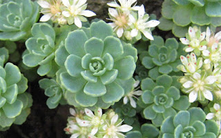 Stone Crop Succulent in the Eminence Stone Crop Masque at Le Reve