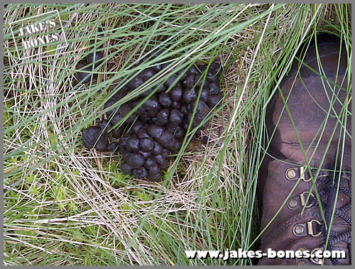 Red deer slots