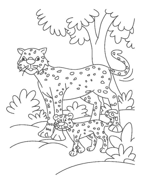 Cheetah Coloring Page Cheetah Coloring Page