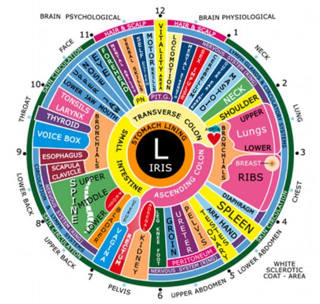 vista art projects eye human iris patterns form shape iridology diagnosis chart pdf
