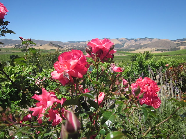 Flowers at Wolff Vineyards with grapevines and Santa Lucia Mountains in background