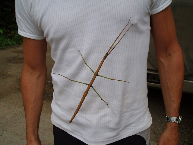 Unbelievable Stick Bug Larva Footage Nature S Hidden Wonders - j3tzbze