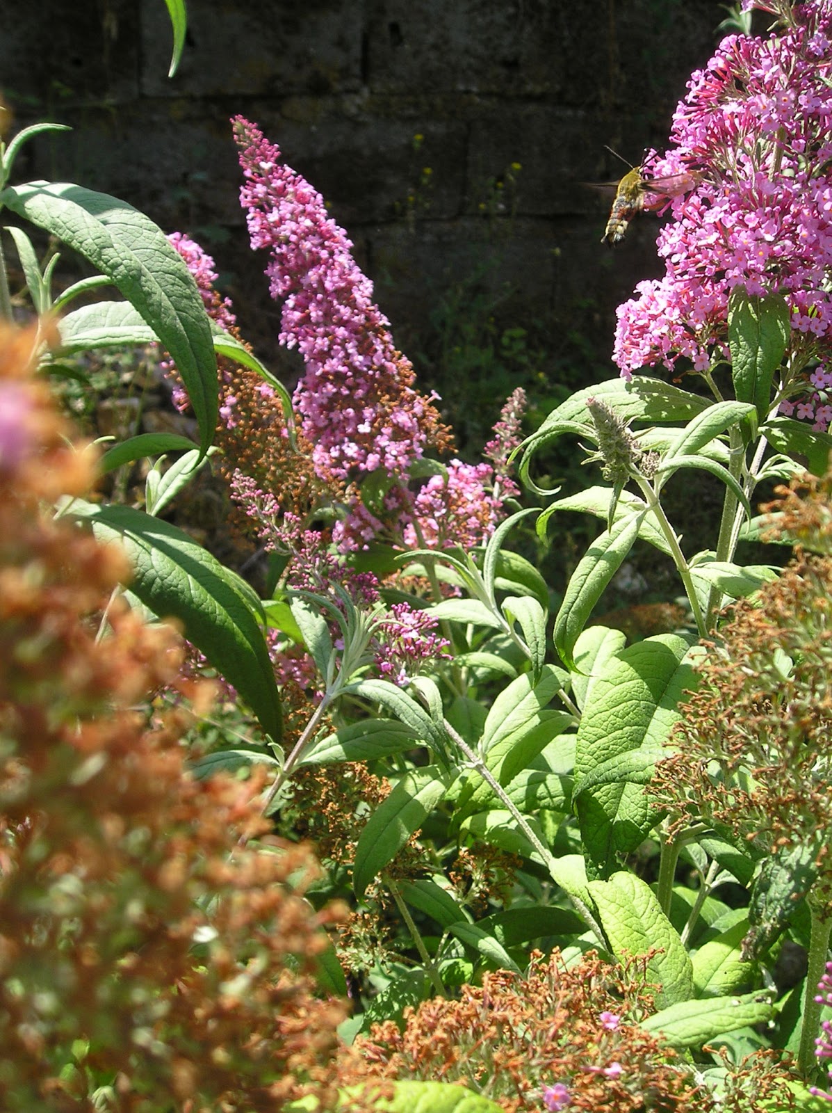 Odd Shot Monochrome Monday Todays Flowers Buddleias Grow
