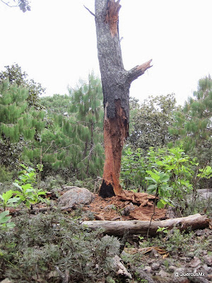 Este pino seco ha sido aprovechado para obtener ocote - Cerro Huicicil