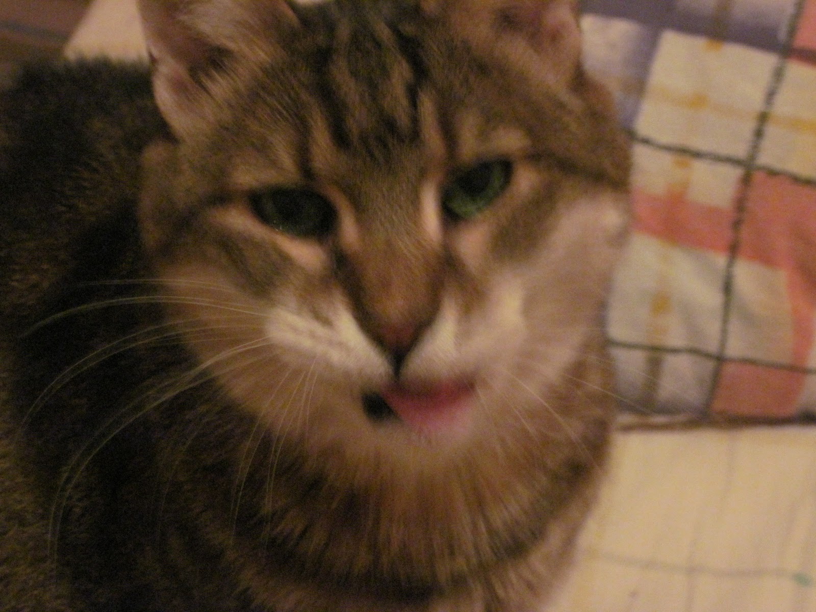 dokuz canlı kedi hanginiz becerebilir bunu?