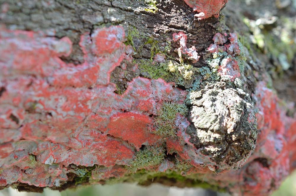 Space Coast Wildflowers Turkey Creek Sanctuary, March 2, 2014