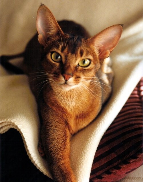 Top 10 Most Affectionate Cat Breeds - Annie Many