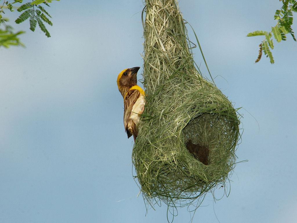 Baya Weaver Amazing Indian Weaver Bird known for Artistic Nests Most