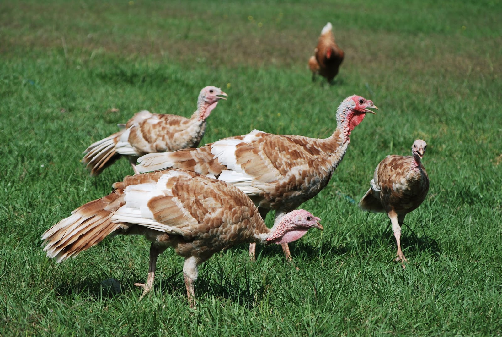 HighTail Farms Turkey Update