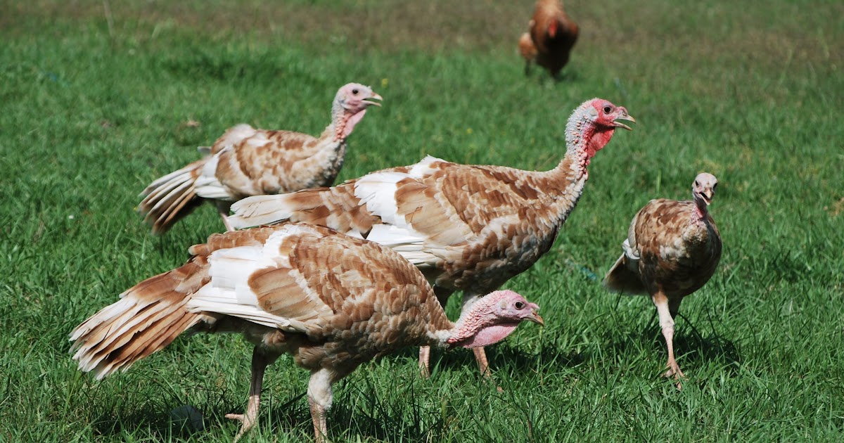 HighTail Farms Turkey Update