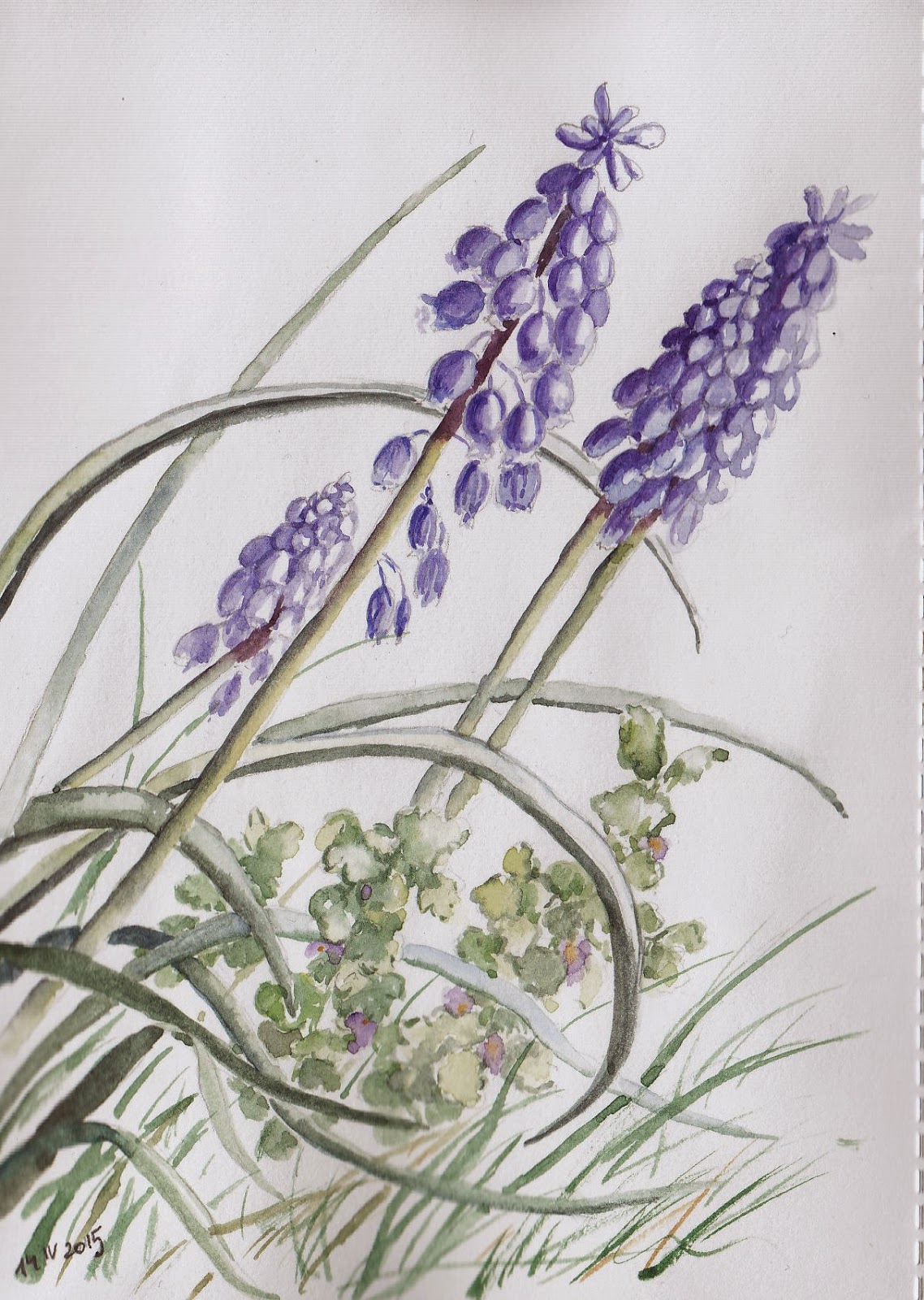 watercolors and books Szafirki. Grape hyacinths.