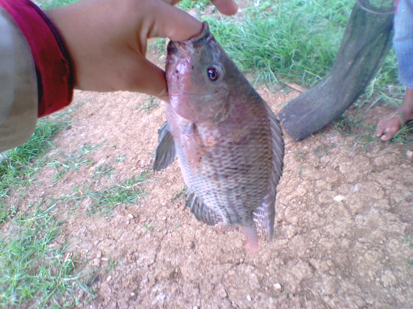 welcome to my life: Mancing Lobang Ikan Mujair Merah Tanpa Umpan