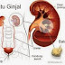 Obat Batu Ginjal Alami Dan Aman thumbnail