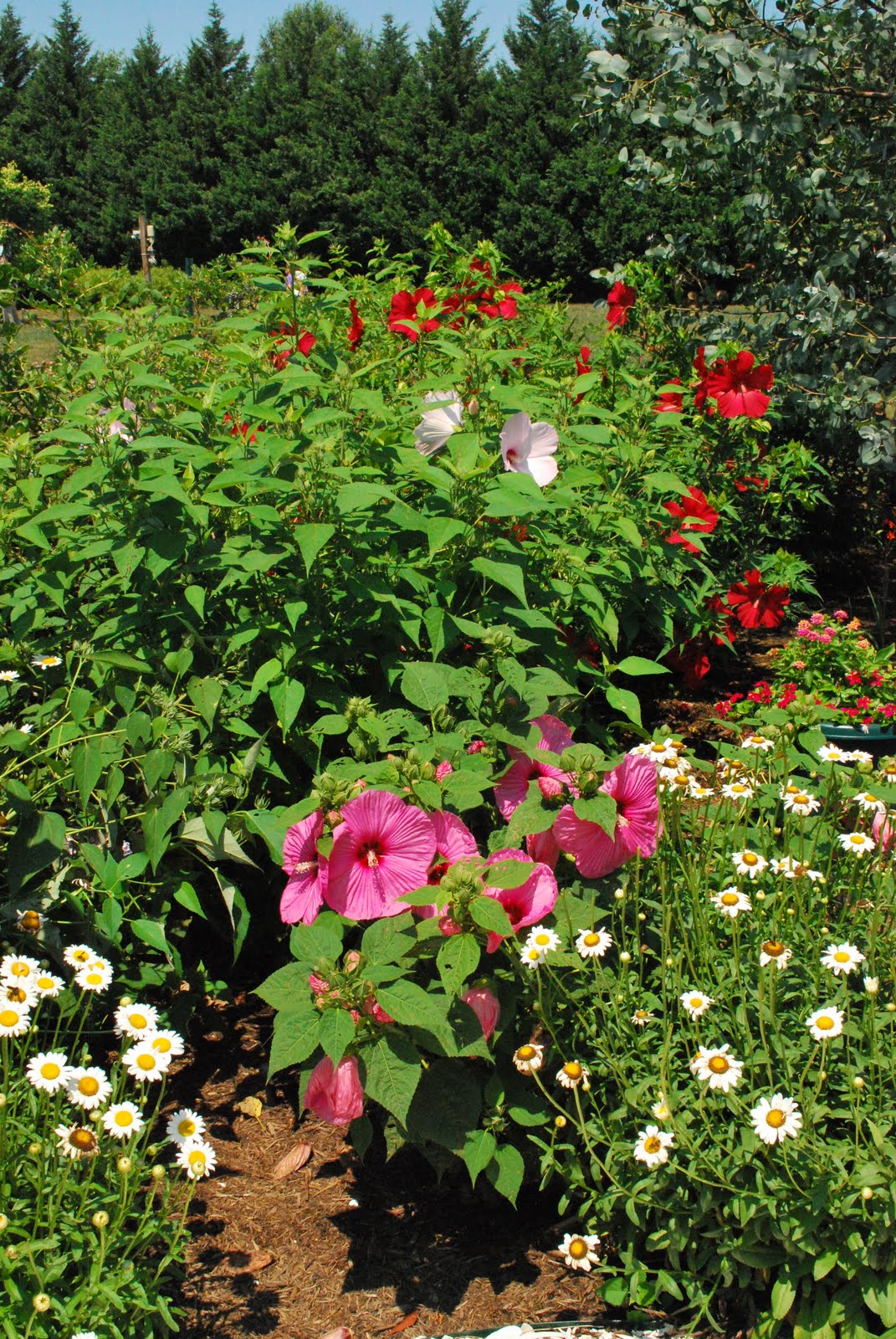 Accents For Home And Garden (Pepper's Greenhouse) (Milton Delaware) at