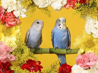 Beautiful Parrots Wallpapers