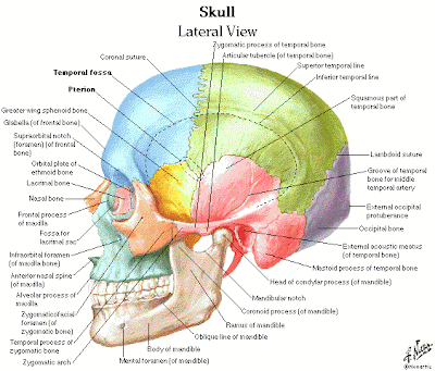 anatomy mcq with answers pdf