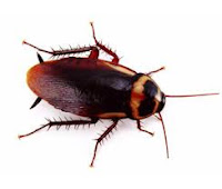 Australian Cockroach Pest Control Cockroach