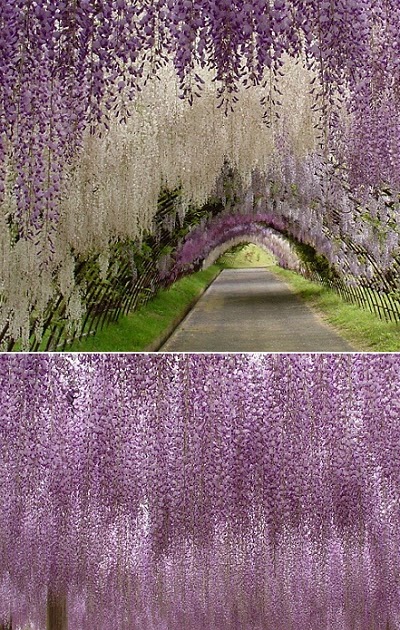 exPress-o: Japanese Flower Garden