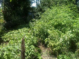 acorn squash on left of the tomato plants as of July 19th