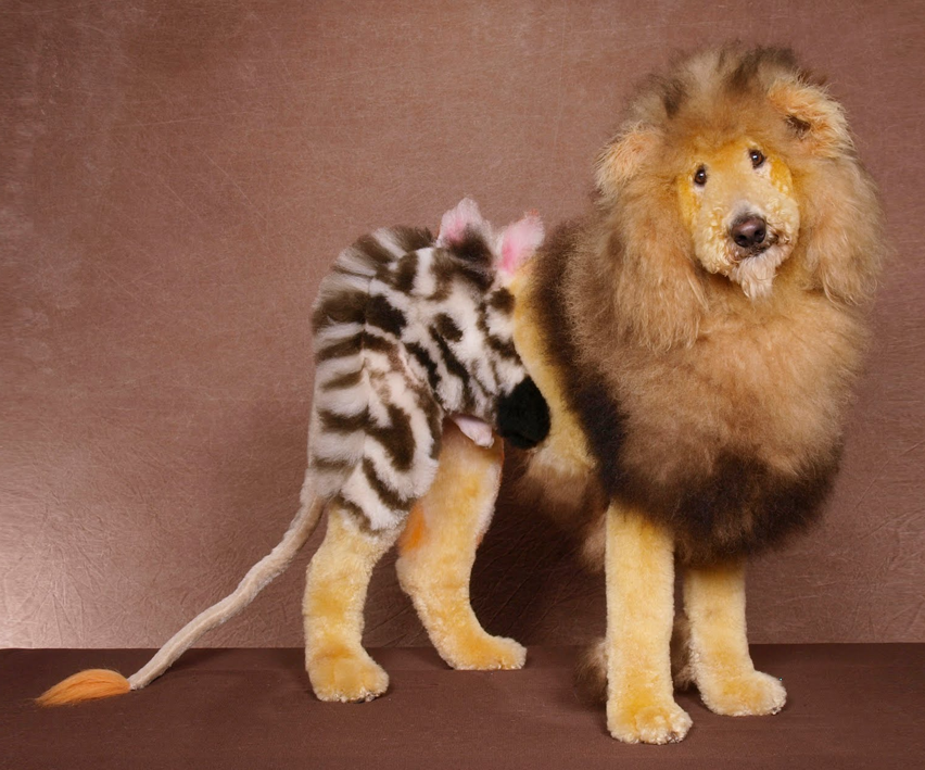 dogs like kandeej how to dye your like a tiger or oh my dogs like kandeej how to dye your like a tiger or oh my