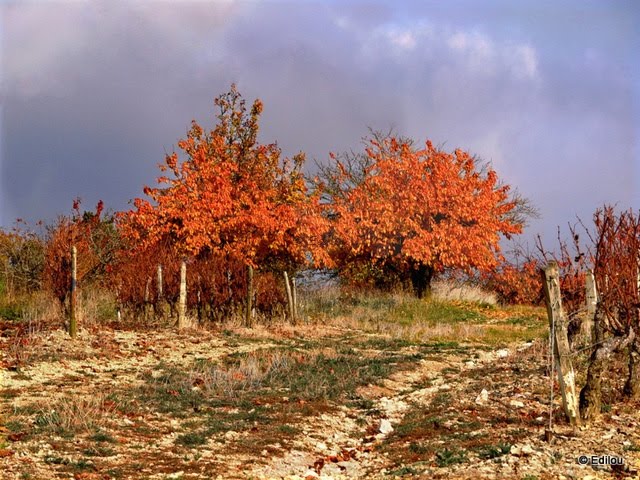 arbres orange sur ciel noir (Irancy)