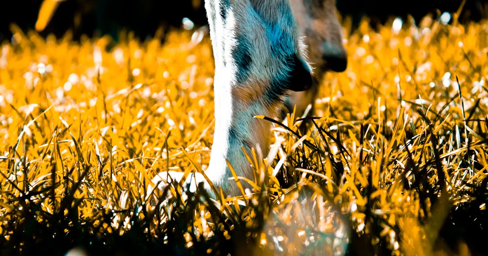 snoopandemily Ringelblumensalbe gegen raue Pfoten bei Hunden