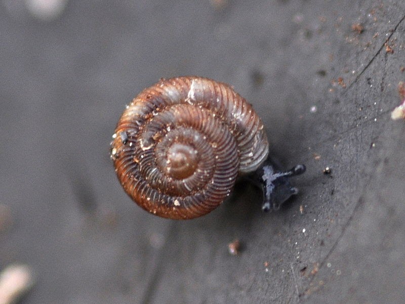 Land Snails and Slugs of Pennsylvania and New York Introducing Ithaca