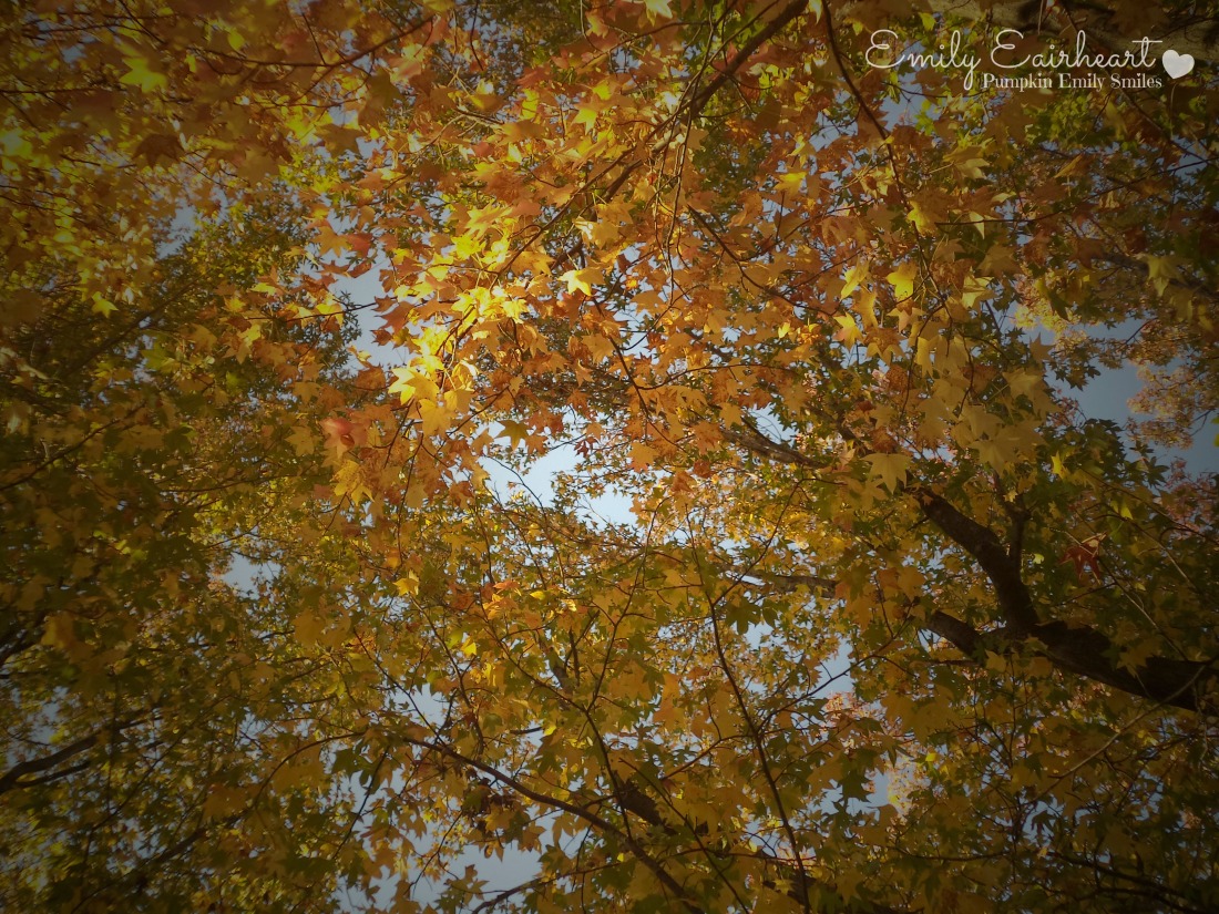 Bright yellow and orange leaves on a tree during the fall.