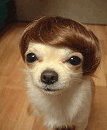 DATO SOBRE PERRO dato sobre perro: