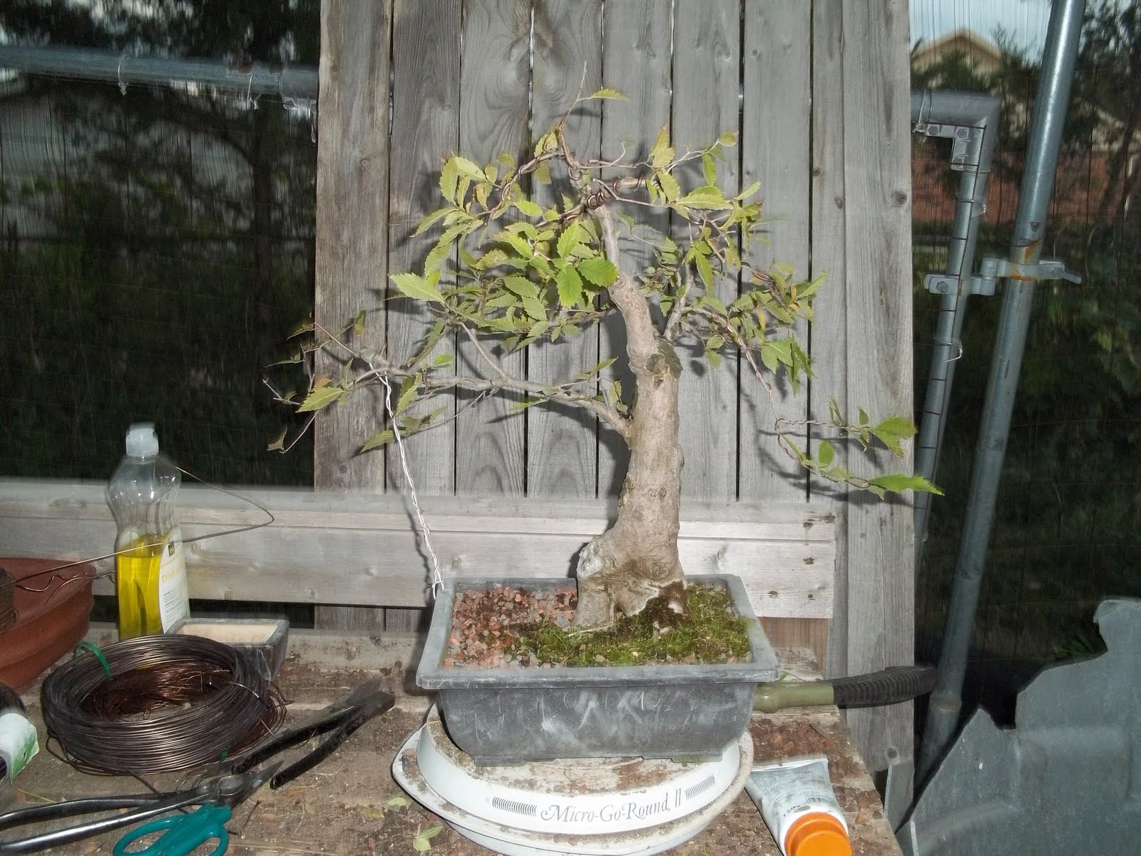 Bent Tree Bonsai The karate Kid & Bonsai