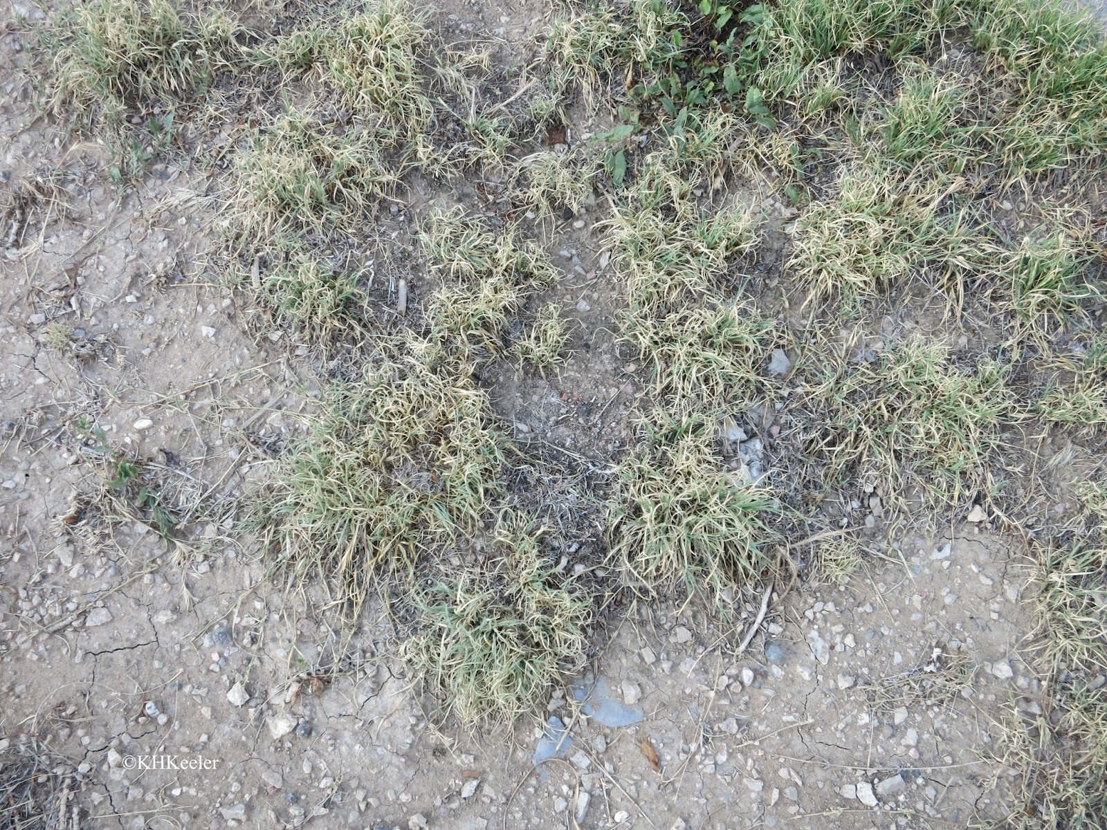 A Wandering Botanist Plant story the amazing buffalograss, Buchloë dactyloides