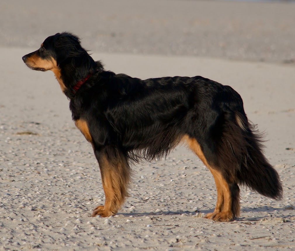 Strandhund