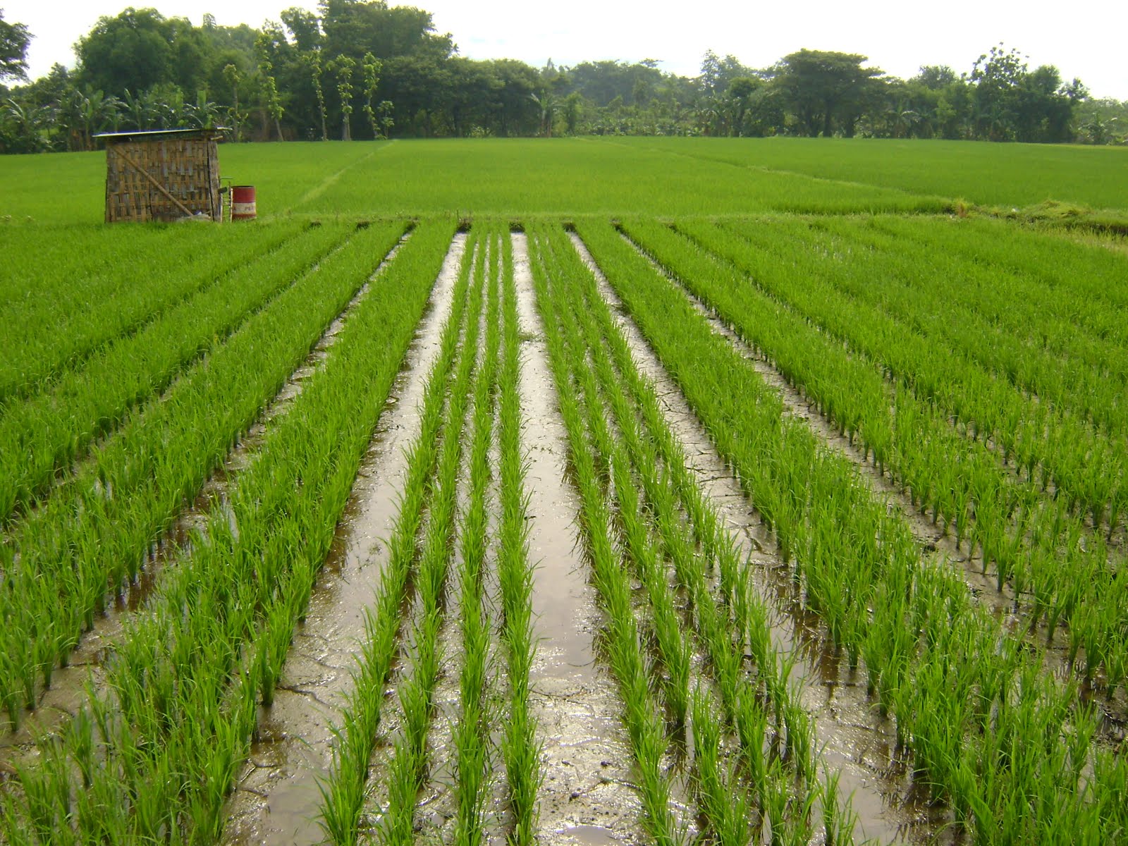 Gambar Tanam Jajar Legowo Desa Balongjeruk