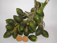>Khasiat dan Manfaat Buah Pinang Manfaat+Buah+pinang >Khasiat dan Manfaat Buah Pinang