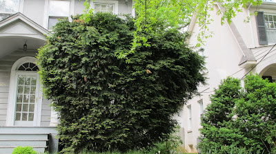 Taxus
