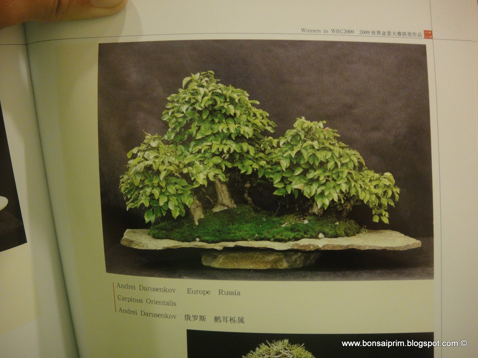 BONSAI OF WORLD DSC09439