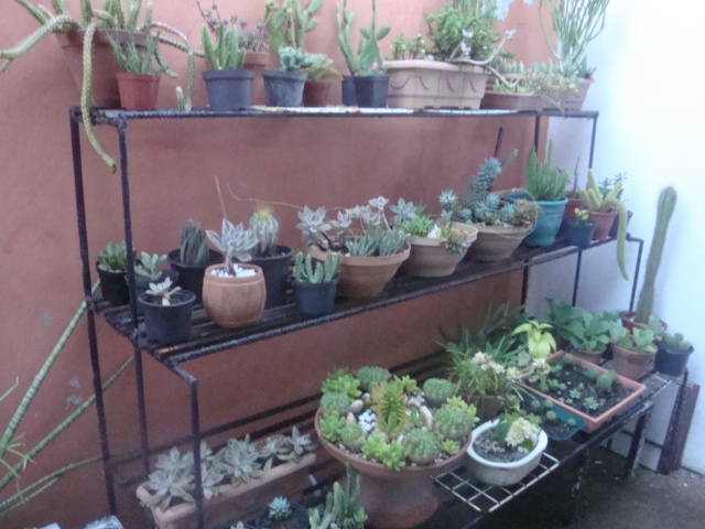 Jardim é Assim Cultivando e multiplicando cactos e suculentas Jardim é Assim Cultivando e multiplicando cactos e suculentas