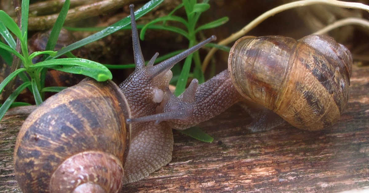 BugBlog The courtship of garden snails