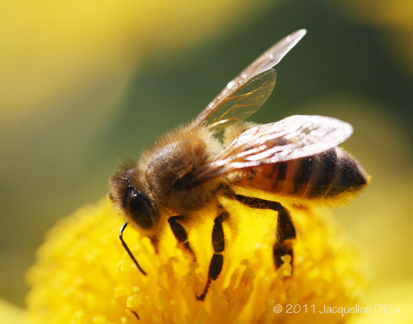 The Federalist: Honey Bees kill more Americans than terrorism