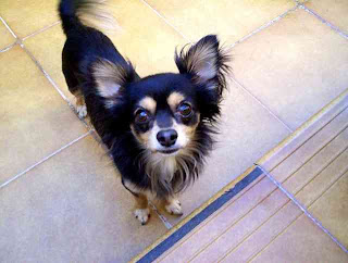 How To Train Your Chihuahua or Chiwawa Dog Breed How To Train Your Chihuahua or Chiwawa Dog Breed