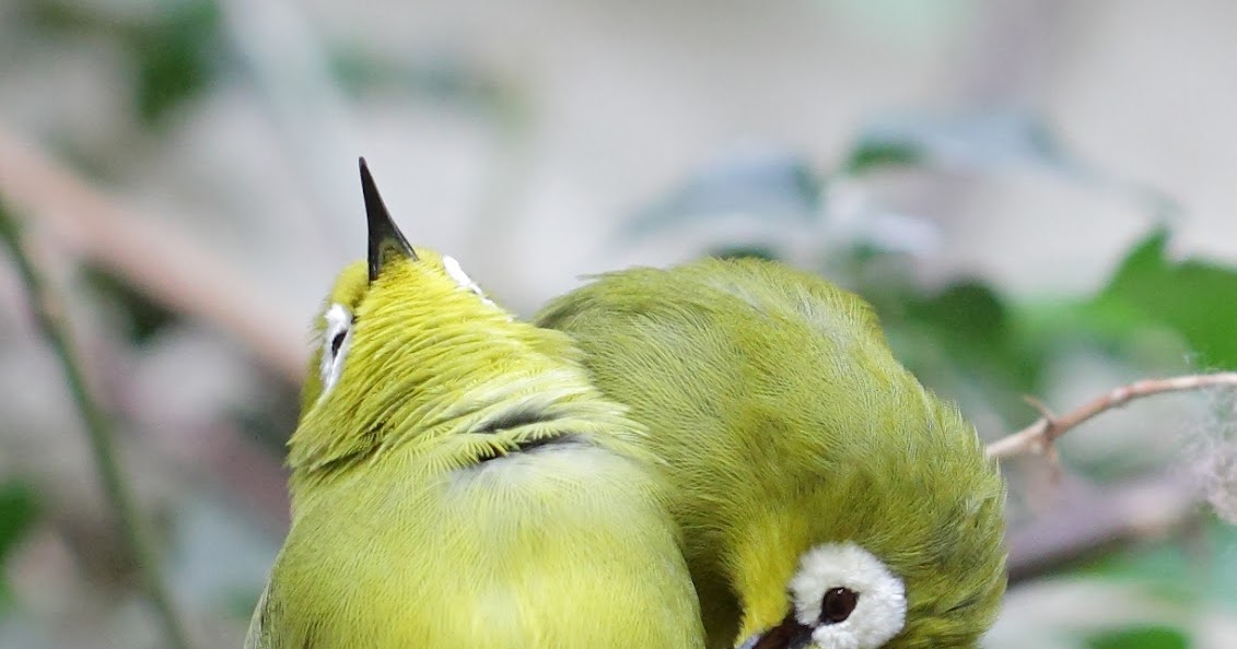 DIRA MBF Agar Pleci Cepat Gacor Dan Buka Paruh