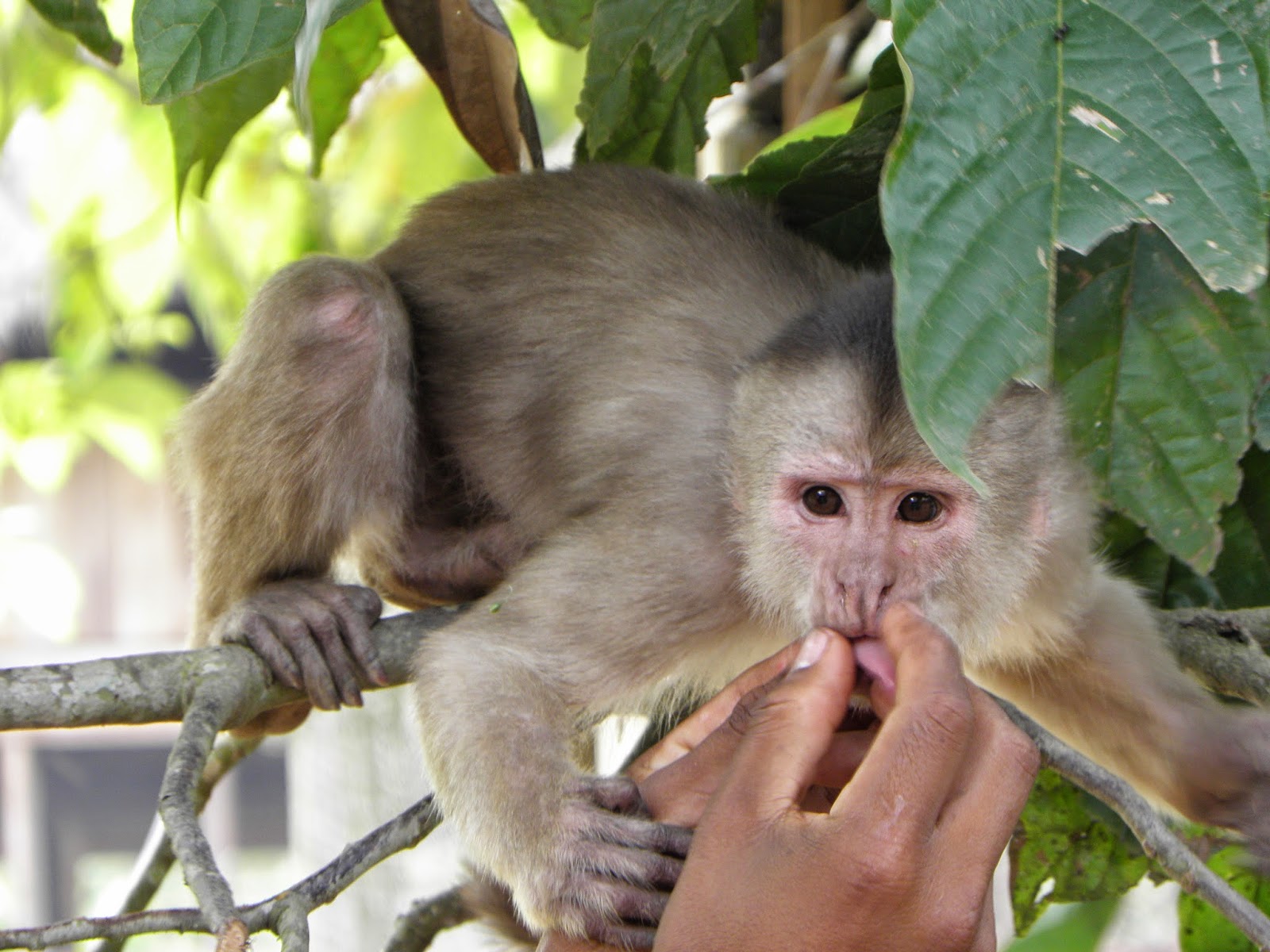 Ecuador Joannan silmin Ecuador in my eyes Sumak Kawsay Good and