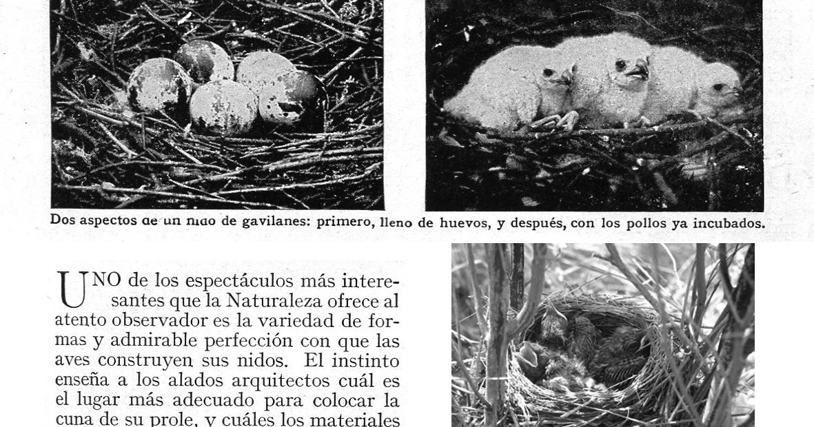 Sombras de nido: Algunos nidos de aves