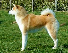 Akita Inu Akita Inu