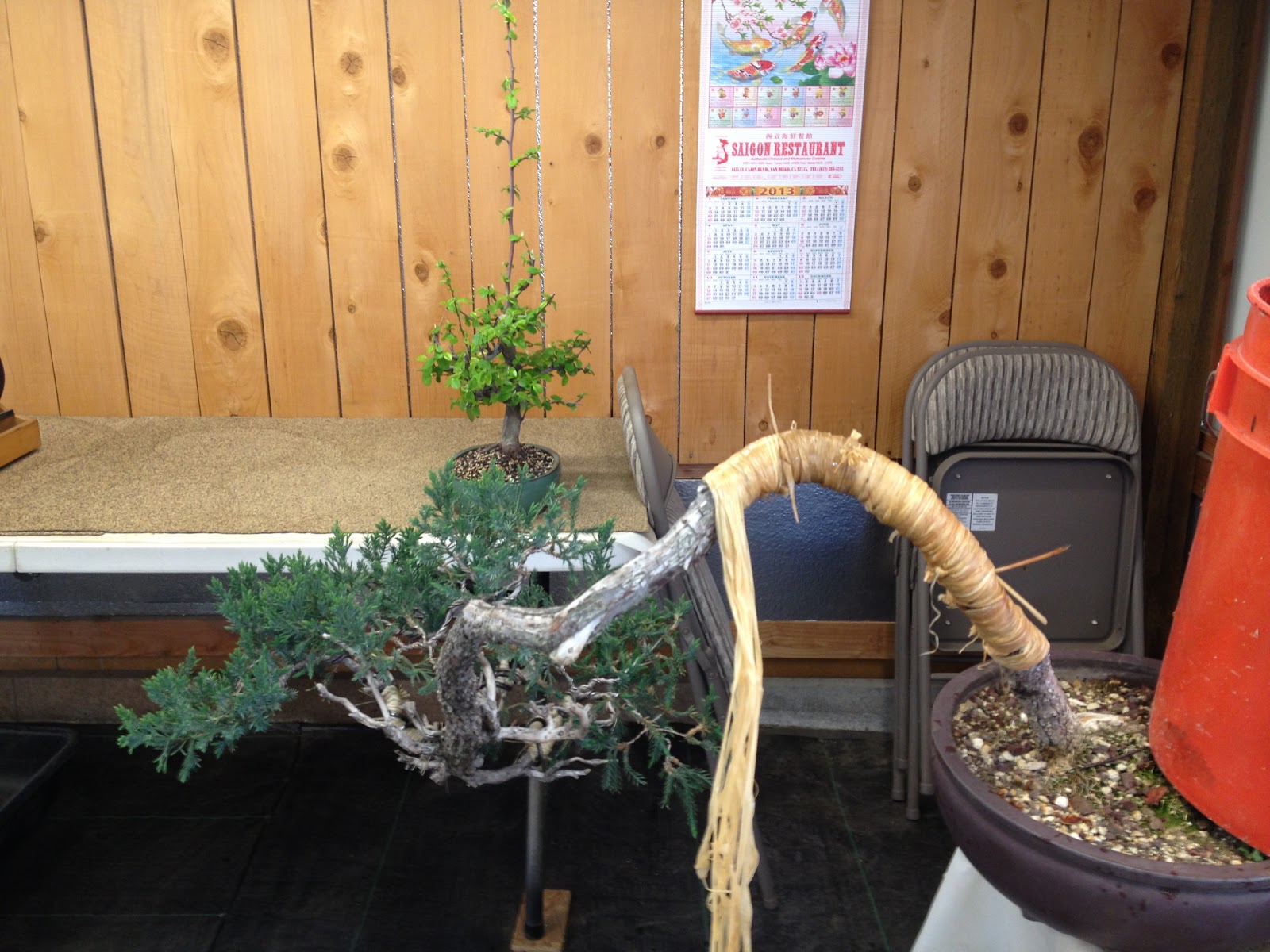 bonsaibp's bonsai blog 05/01/2013 06/01/2013