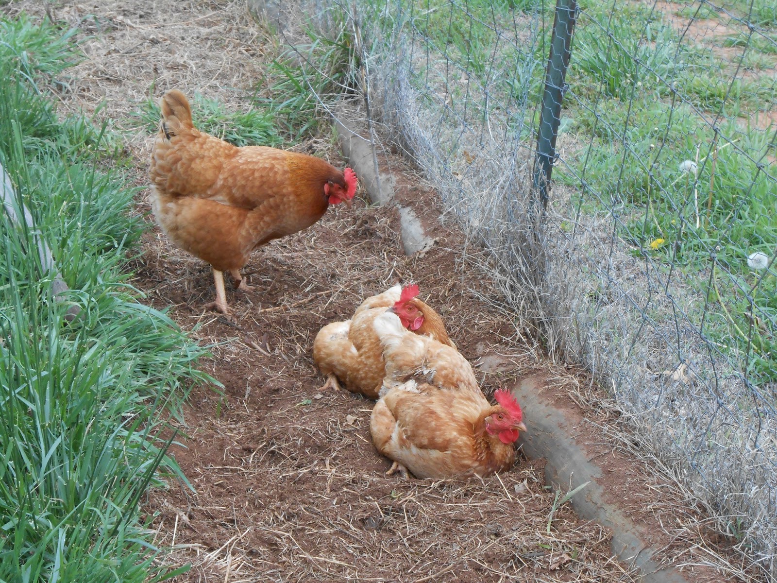 Windy Acres Diary Chickens and Dirt